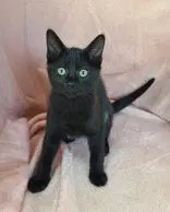 Rayna - Domestic Short Hair