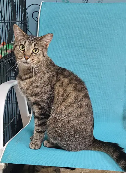 Zoey - Domestic Short Hair
