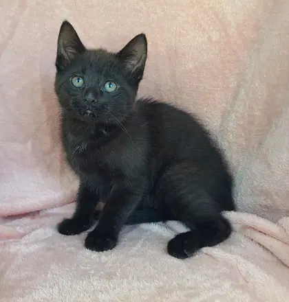 Meeny - Domestic Short Hair
