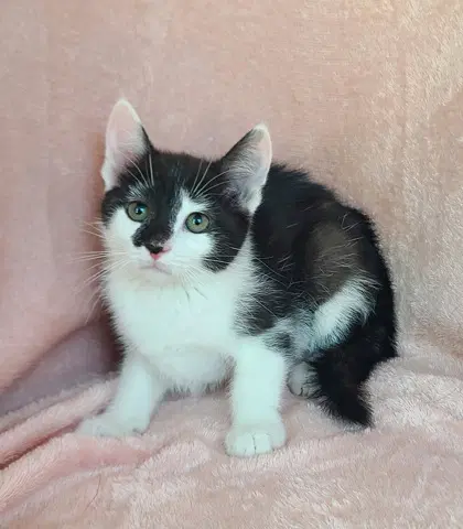 Miny - Domestic Short Hair
