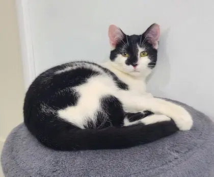 Miny - Domestic Short Hair