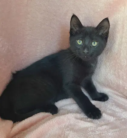 Moe - Domestic Short Hair