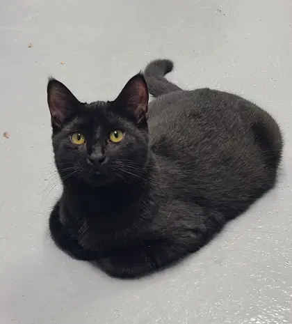 Moe - Domestic Short Hair