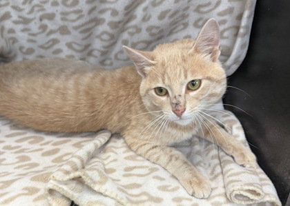 7110 (Buff), an adoptable Domestic Short Hair in Lake City, MI