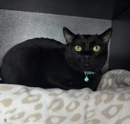 Shadow - Domestic Short Hair