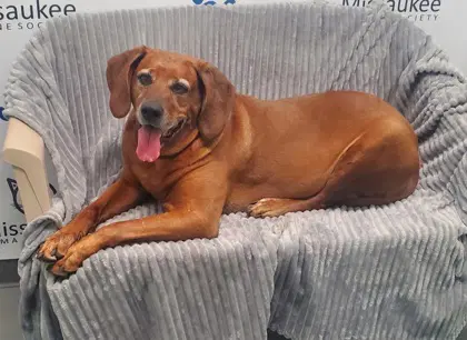 Burdy - Redbone Coonhound
