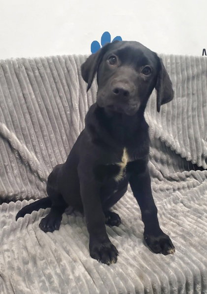 Alder (7101), an adoptable Unknown breed in Lake City, MI