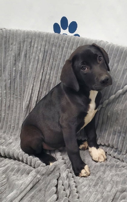 Maple (7102), an adoptable Unknown breed in Lake City, MI