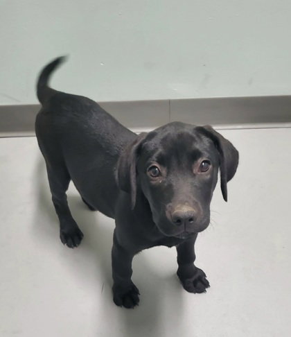 Sakura (7104), an adoptable Labrador Retriever in Lake City, MI