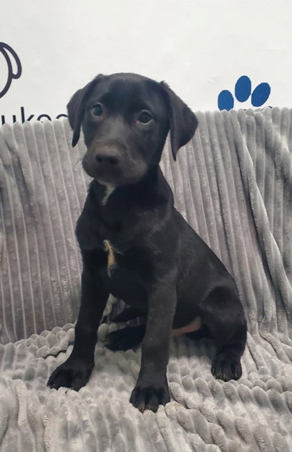 Chestnut (7106), an adoptable Labrador Retriever in Lake City, MI