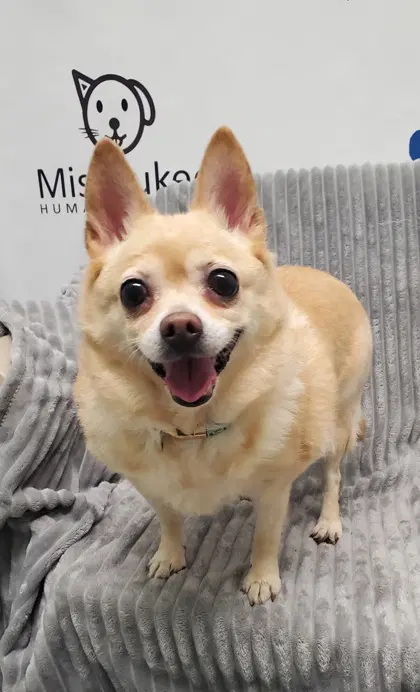 Chloe Bell - Chihuahua