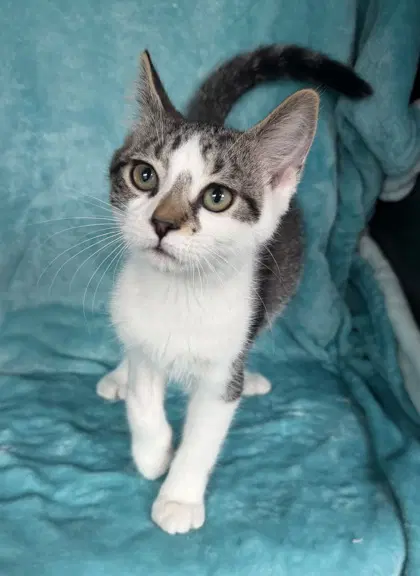 Dewey - Domestic Short Hair