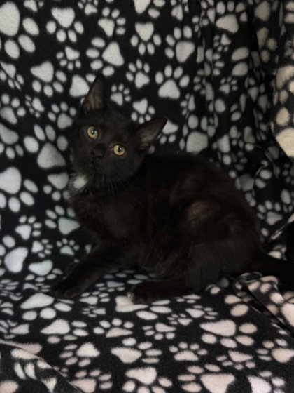 picture of the cat needing adoption