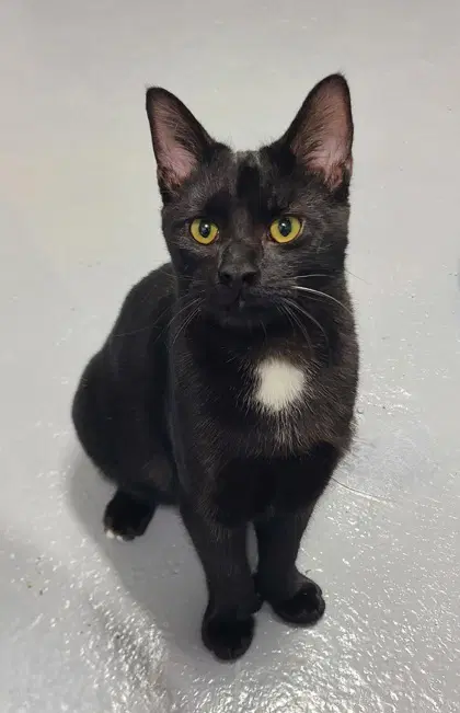 Bear - Domestic Short Hair