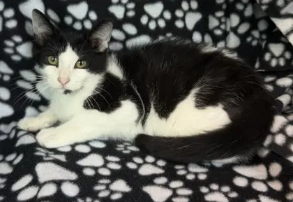 Domino - Domestic Short Hair