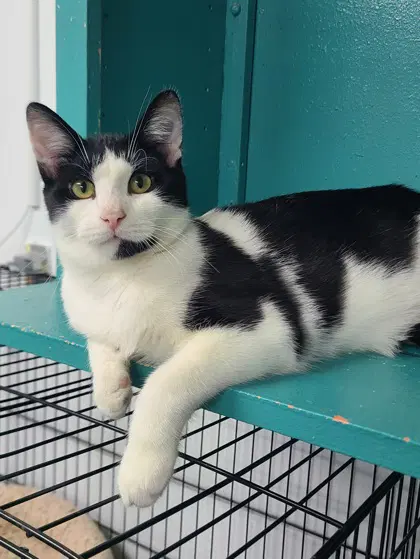 Domino - Domestic Short Hair