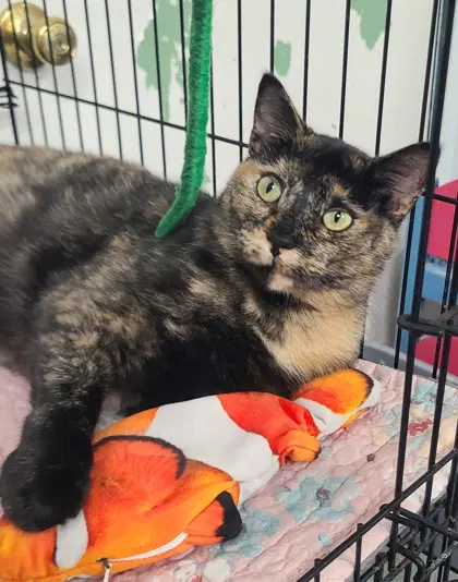 Larrie - Tortoiseshell