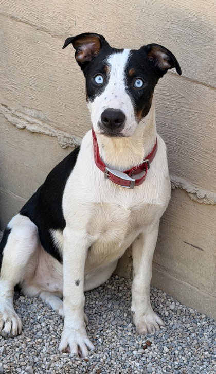picture of the dog needing adoption