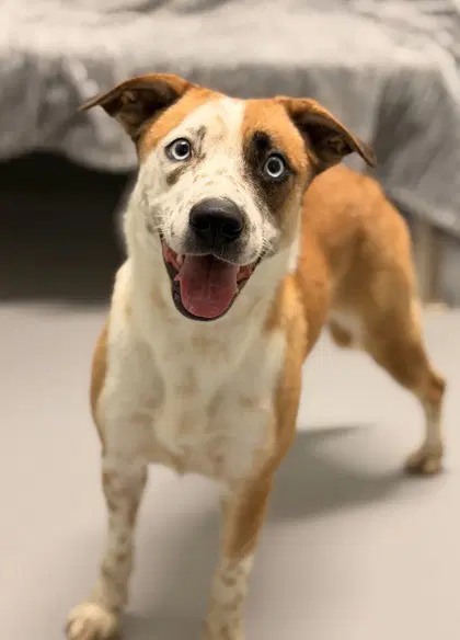 Cuddle - Australian Cattle Dog/Blue Heeler