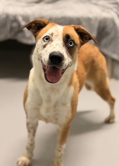 picture of the dog needing adoption