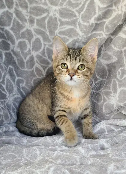 Velma - Domestic Short Hair