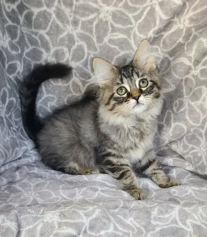 Shaggy - Domestic Long Hair