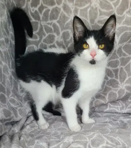 Dottie - Domestic Short Hair