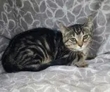 Poppy - Domestic Short Hair