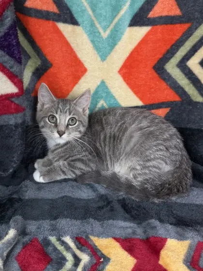 Angus - Domestic Short Hair