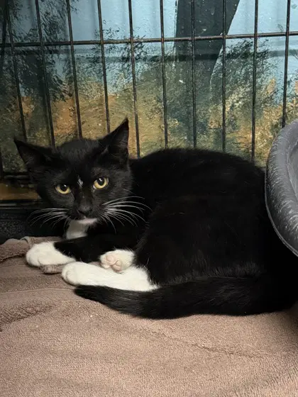 Raggedy Ann - Domestic Short Hair