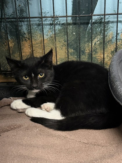7135 (Raggedy Ann), a cat for adoption from Missaukee Humane Society