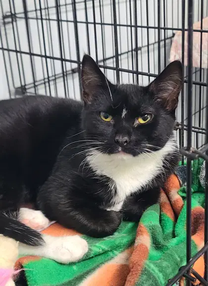 Raggedy Ann - Domestic Short Hair