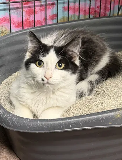 Andy - Domestic Long Hair
