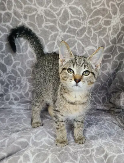Nann - Domestic Short Hair