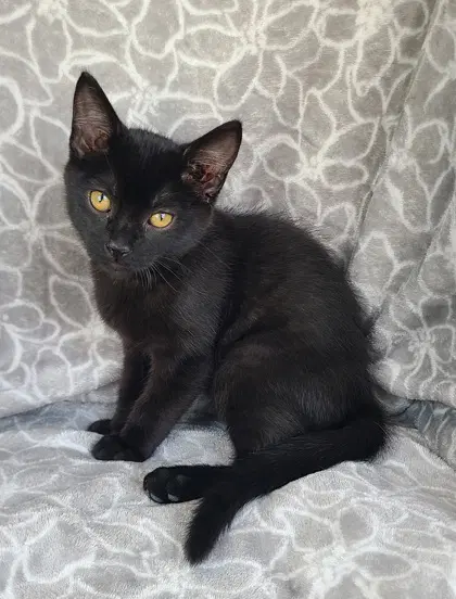 Harris - Domestic Short Hair