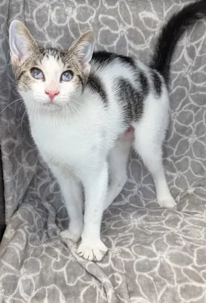 Sunny - Domestic Short Hair