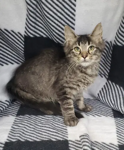Waffle - Domestic Long Hair