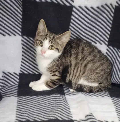 Muffin - Domestic Short Hair