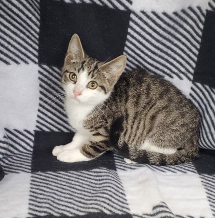 7097 (Muffin), a cat for adoption from Missaukee Humane Society