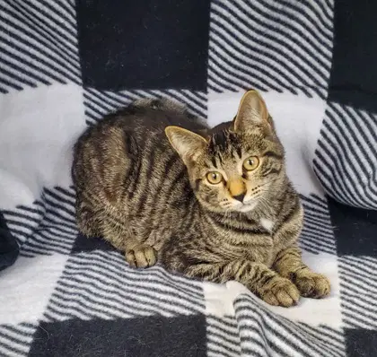 Cookie - Domestic Short Hair