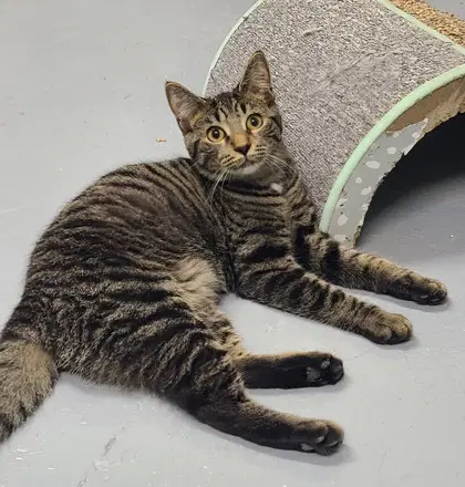 Cookie - Domestic Short Hair
