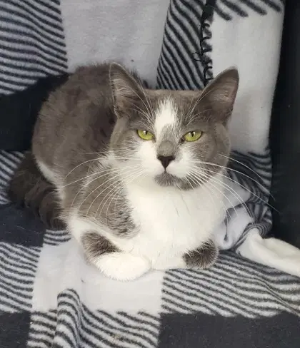 Diamond - Domestic Short Hair