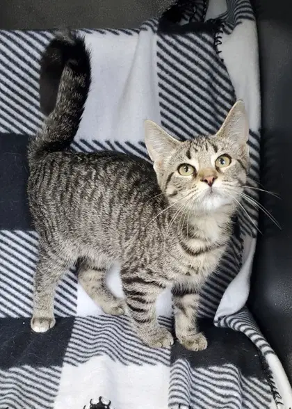 Drizzle - Domestic Short Hair