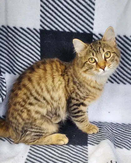 Dazzle - Domestic Long Hair