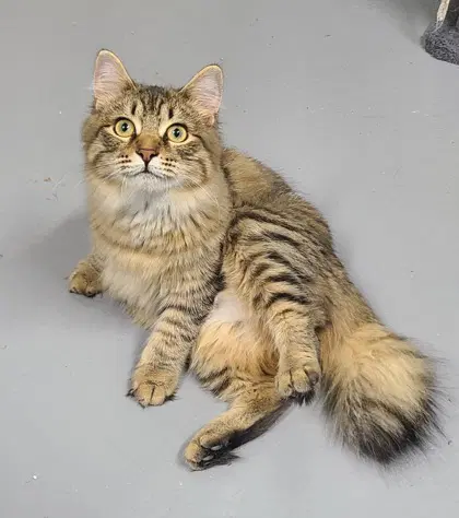 Dazzle - Domestic Long Hair