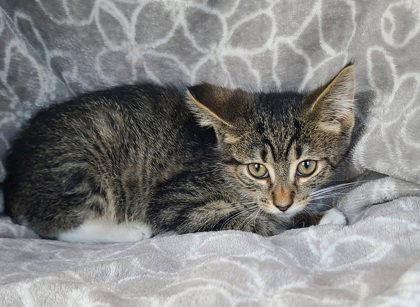 7128 (Ryker), Domestic Short Hair