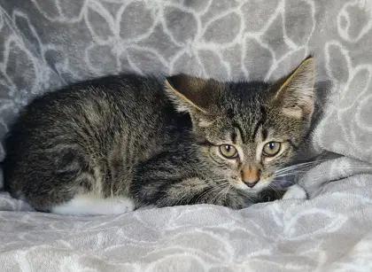 Ryker - Domestic Short Hair