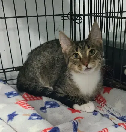 Ryker - Domestic Short Hair