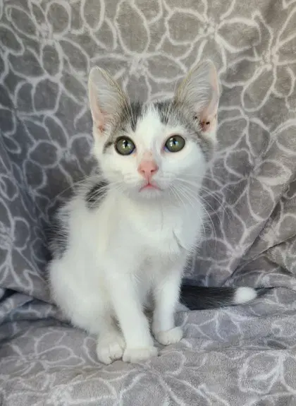 Butter - Domestic Short Hair