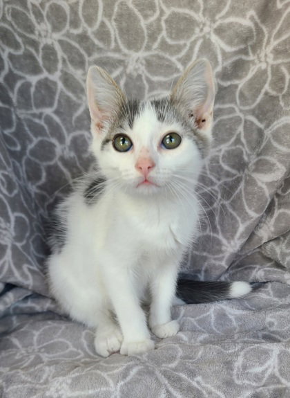 7137 (Butter), a cat for adoption from Missaukee Humane Society